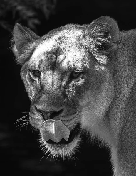 Weibliche Afrikanische Löwin Panthera Leo — Stockfoto
