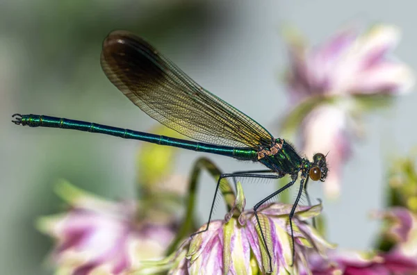 River Jewelwing Calopteryx Aequabilis Close — Foto de Stock