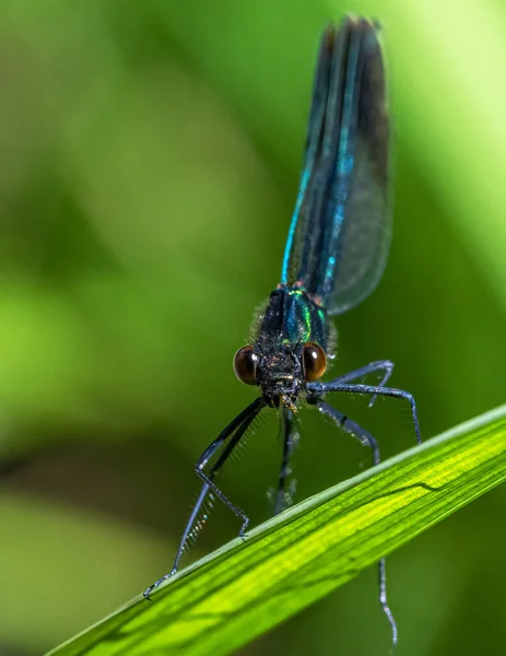 Nehir Mücevheri Calopteryx Aequabilis Yakın Plan — Stok fotoğraf