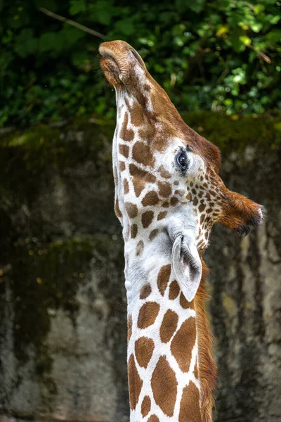 Reticulated Giraffe Giraffa Camelopardalis Reticulate — Photo