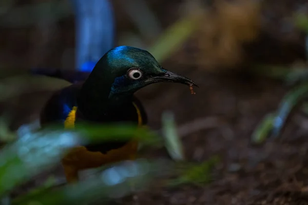 Golden Breasted Starling Cosmopsarus Regius Searching Food — Foto de Stock