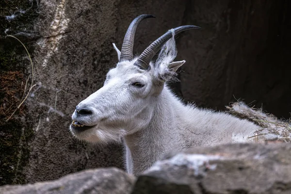 Resting Mountain Goat Oreamnos Americanus — Stock fotografie