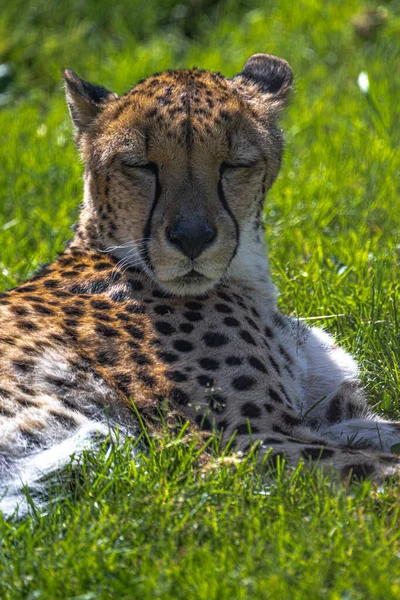 Portrait Cheetah Acinonyx Jubatus — Photo