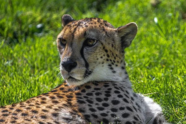 Portré Egy Gepárd Acinonyx Jubatus — Stock Fotó