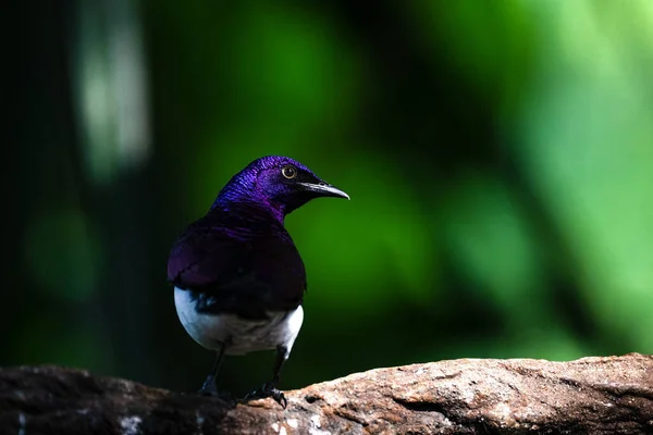 Violet Backed Starling Cinnyricinclus Leucogaster Forest — Foto de Stock