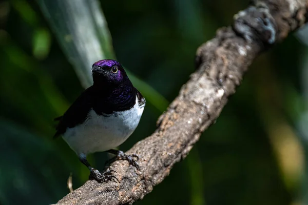 Violet Backed Starling Cinnyricinclus Leucogaster Forest — Stockfoto
