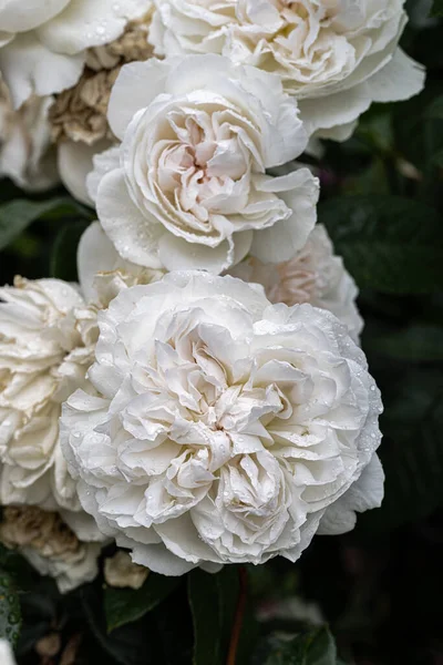 Flowers Hybrid Tea Rose Bolero — Foto de Stock