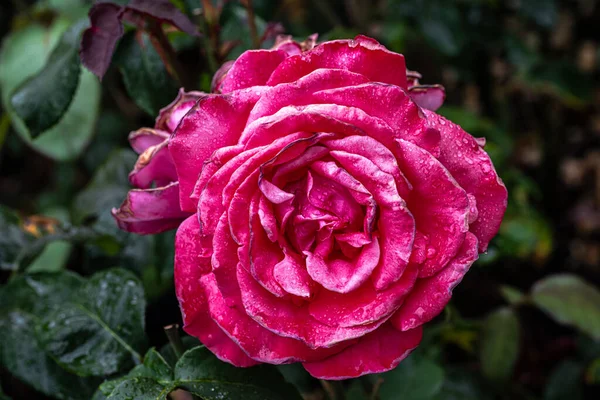 Flower Tree Rose Variety Elle — Stock Photo, Image