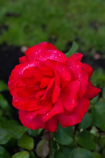 Flower Tree Rose Variety Elle — Zdjęcie stockowe