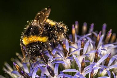 Garden Bumblebee (Bombus hortorum) on Thistle Flowers
