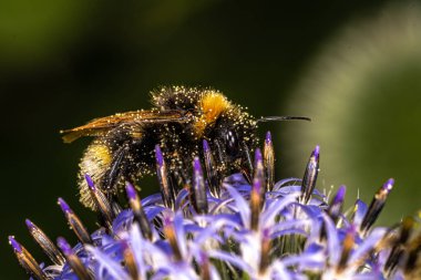 Garden Bumblebee (Bombus hortorum) on Thistle Flowers