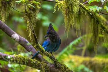 Steller's or Mountain Jay (Cyanocitta stelleri)