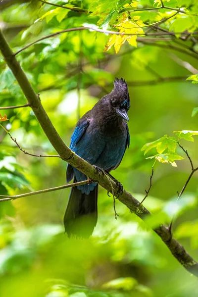 Steller Mountain Jay Сианочитта — стоковое фото