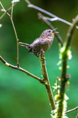 Pacific Wren (Troglodytes pacificus) Singing