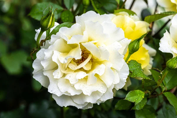 Flowers White Licorice Floribunda Rose — Zdjęcie stockowe