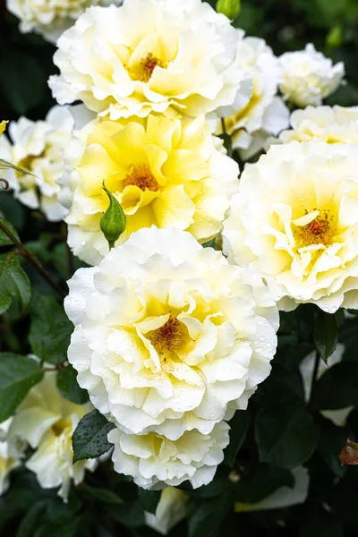 Flowers White Licorice Floribunda Rose — Foto de Stock