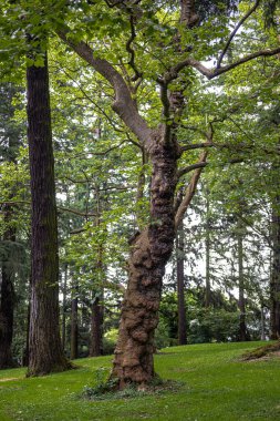 Laurelhurst Park in Portland, Oregon