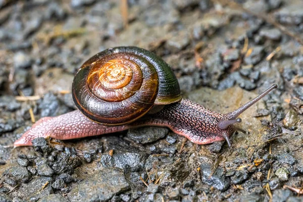 Pacific Sideband Snail Monadenia Fidelis — Stock Photo, Image