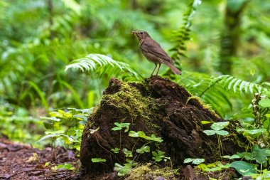 Hermit Thrush (Catharus guttatus) Hunting for Food