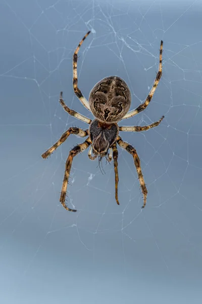 Cat Faced Spider Araneus Gemmoides Waiting Prey — Stock fotografie