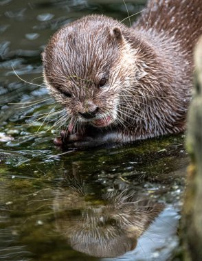 Oriental Small-Clawed Otter (Aonyx cinerea) Feeding
