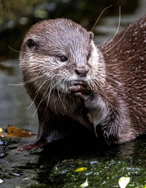 Doğulu Küçük Pençeli Su Samuru (Aonyx Cinerea)