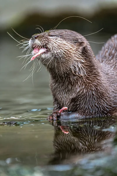 Oriental Small Clawed Otter Aonyx Cinerea Feeding — Foto Stock