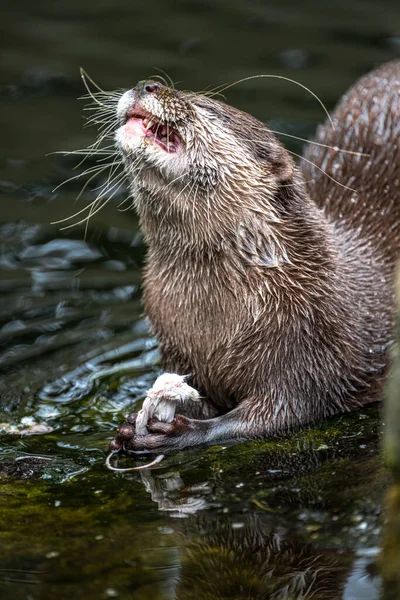Oriental Small-Clawed Otter (Aonyx cinerea) Feeding