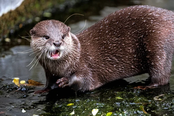 Oriental Small Clawed Otter Aonyx Cinerea — Stock Photo, Image