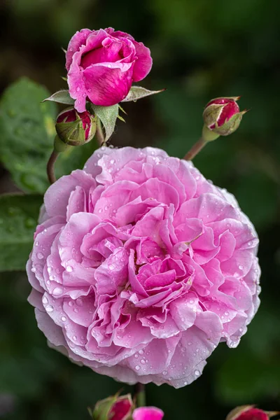 Flowering Bishops Castle English Rose — Stok fotoğraf