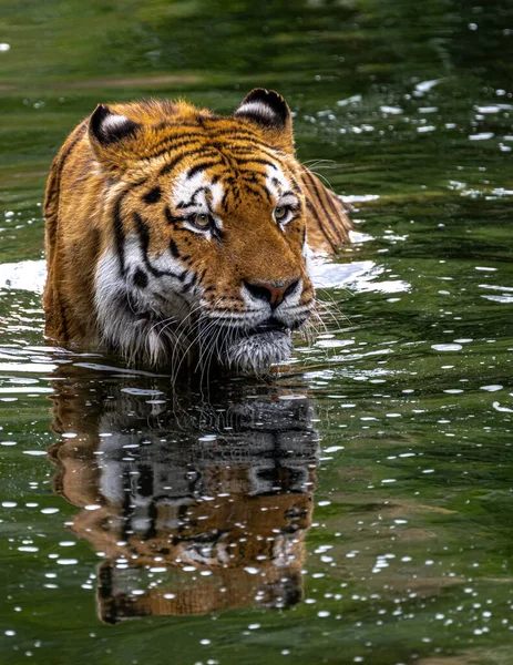Sibirischer Oder Amur Tiger Panthera Tigris Altaica — Stockfoto