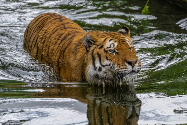 Siberian Amur Tiger Panthera Tigris Altaica — Stock Photo, Image