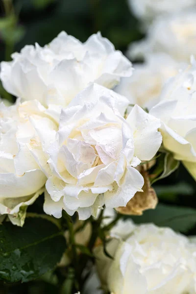 Flowering Ice Cap Shrub Rose — Foto de Stock