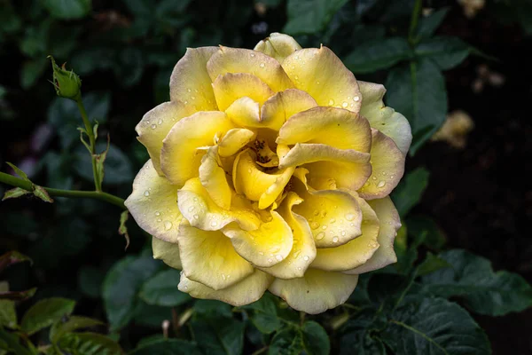Flowering Hotel California Hybrid Tea Rose — ストック写真