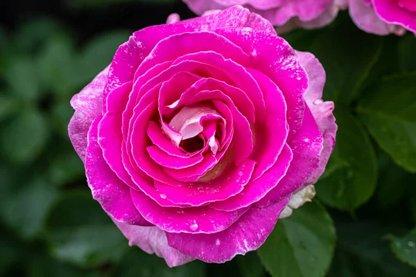 Flowering Full Sail Hybrid Tea Rose — Stock Photo, Image