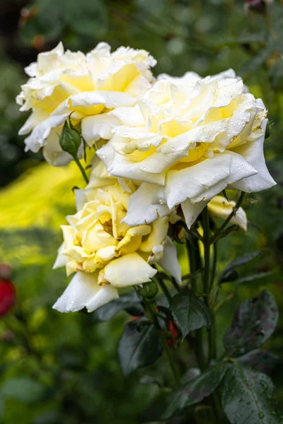 Flowering Eternal Flame Floribunda Rose — Foto de Stock