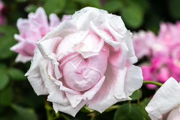 Flowering Mme Caroline Testout Heirloom Rose — Zdjęcie stockowe