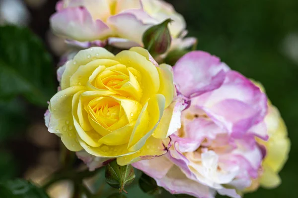 Flowering Life Party Shrub Rose — Zdjęcie stockowe