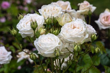 Flowering Madame Anisette Grandiflora Rose 