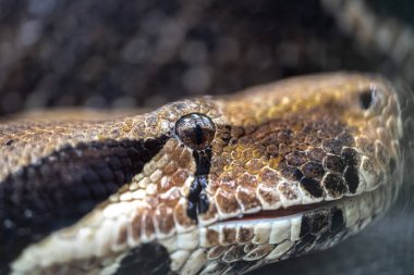 Head of a Boa (Boa constrictor) Snake