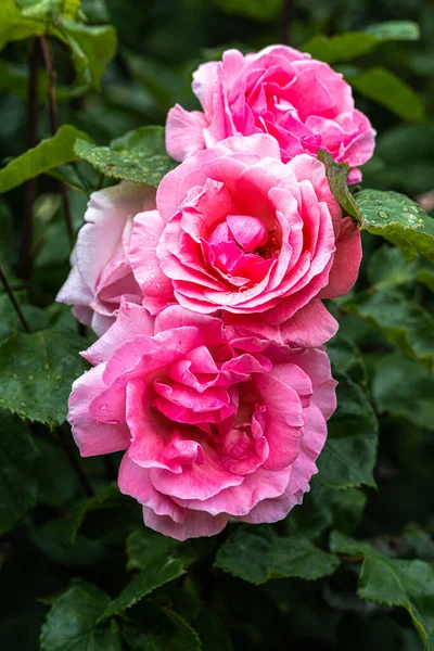 Flowering Queen Elizabeth Tree Rose — 图库照片