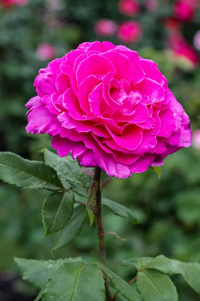 Flowering Peter Mayle Hybrid Tea Rose — Foto de Stock