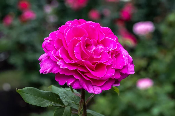 Flowering Peter Mayle Hybrid Tea Rose — Foto Stock