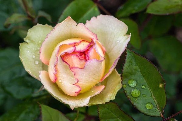 Flowering Peppermint Pop Shrub Rose — ストック写真