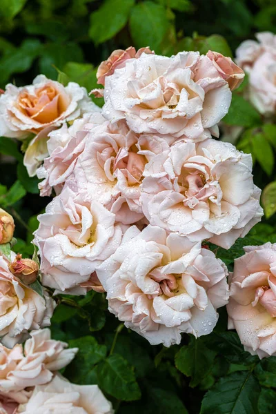 Flowering Mother Pearl Hybrid Tea Rose — Foto de Stock