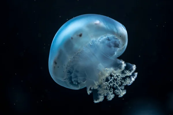 Floating Cannonball Jellyfish Stomolophus Meleagris — Foto de Stock