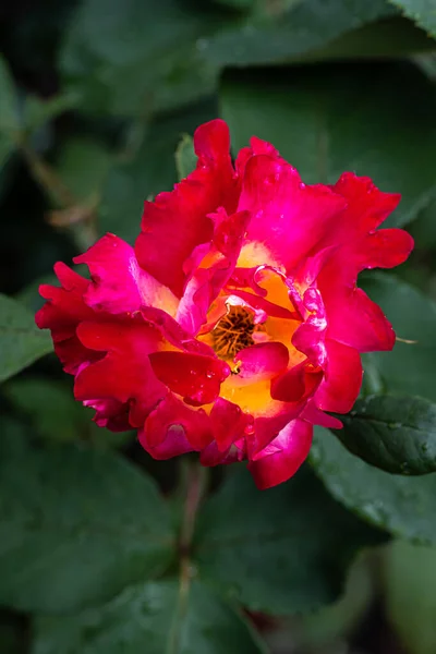 Flowering Sunset Horizon Floribunda Rose — Stockfoto