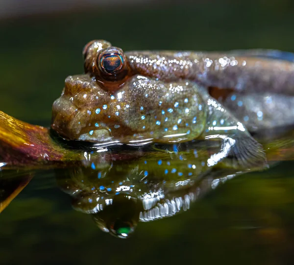 Atlantic Mudskipper Periophthalmus Barbarus Shallow Water — Stockfoto