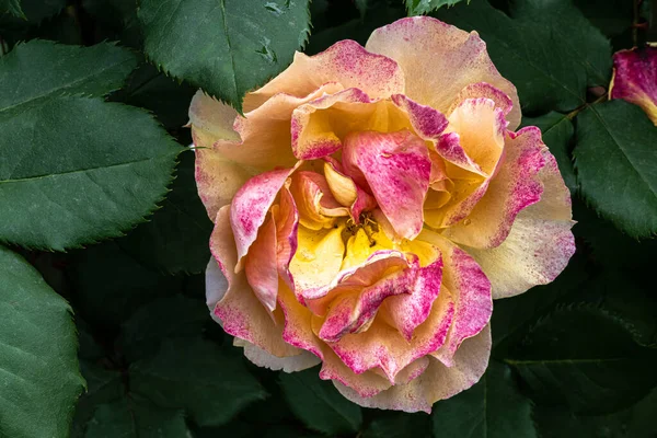 Flowers Face Rose — Stok Foto