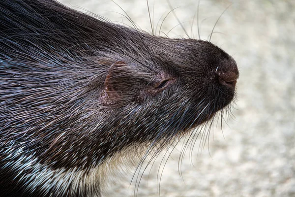 Portrait Cape Porcupine Hystrix Africaeaustralis — Fotografia de Stock